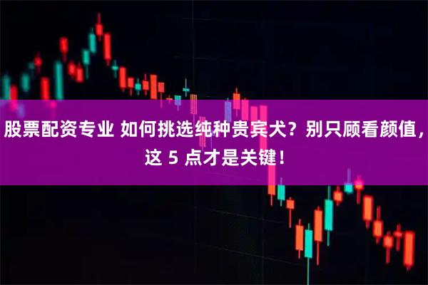 股票配资专业 如何挑选纯种贵宾犬？别只顾看颜值，这 5 点才是关键！